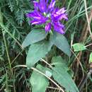 Image of Campanula glomerata subsp. speciosa (Hornem. ex Spreng.) Domin