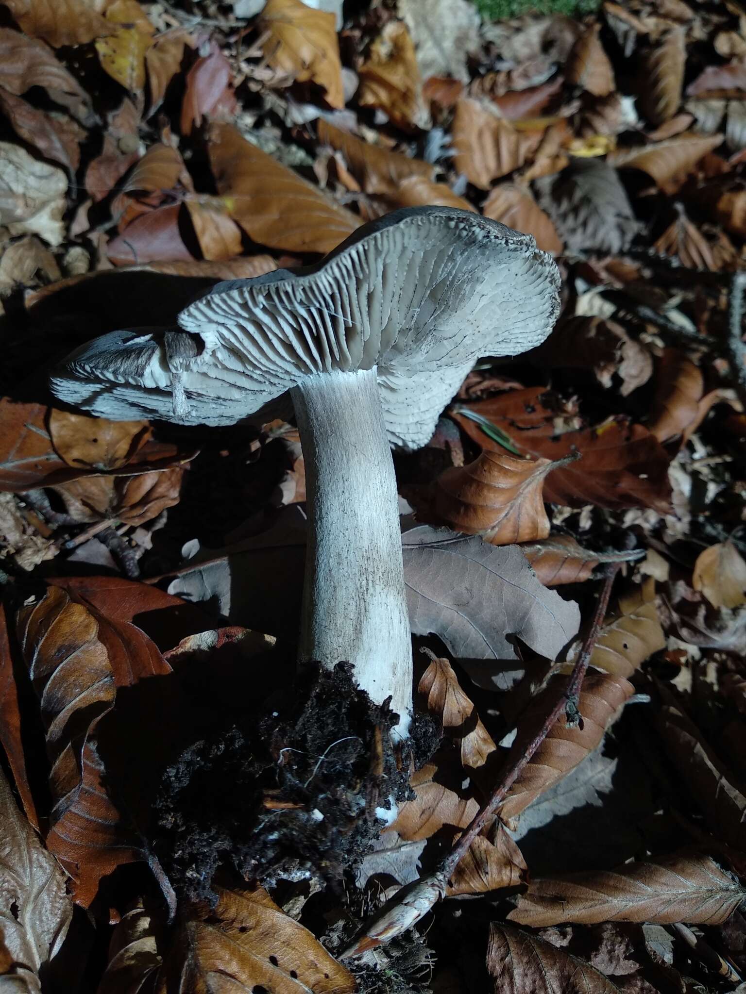 Plancia ëd Tricholoma sciodes (Pers.) C. Martín 1919