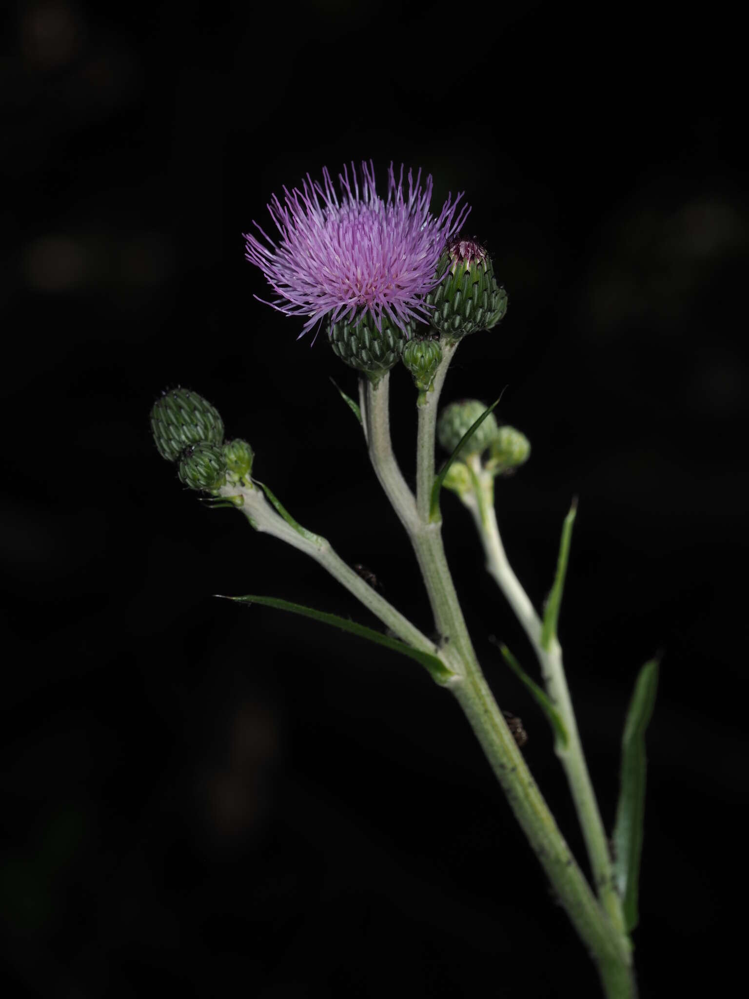 Imagem de Cirsium monspessulanum (L.) Hill