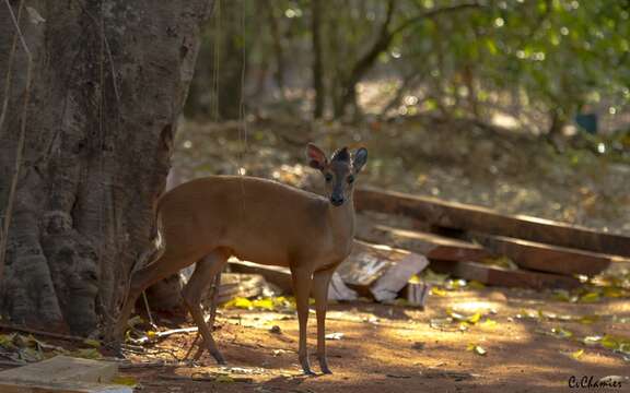 Image of Natal Duiker