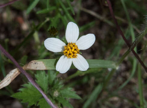 صورة Bidens bigelovii A. Gray