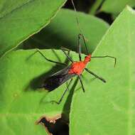 صورة Repipta fuscospinosa Stål 1859