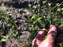 Sivun Psydrax odorata subsp. buxifolia (Benth.) S. T. Reynolds kuva