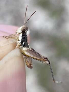 Image of Melanoplus gurneyi Strohecker 1960