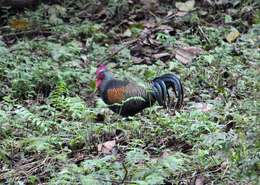 Image of Green Junglefowl