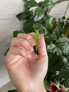 Image of Texas Bush Katydid