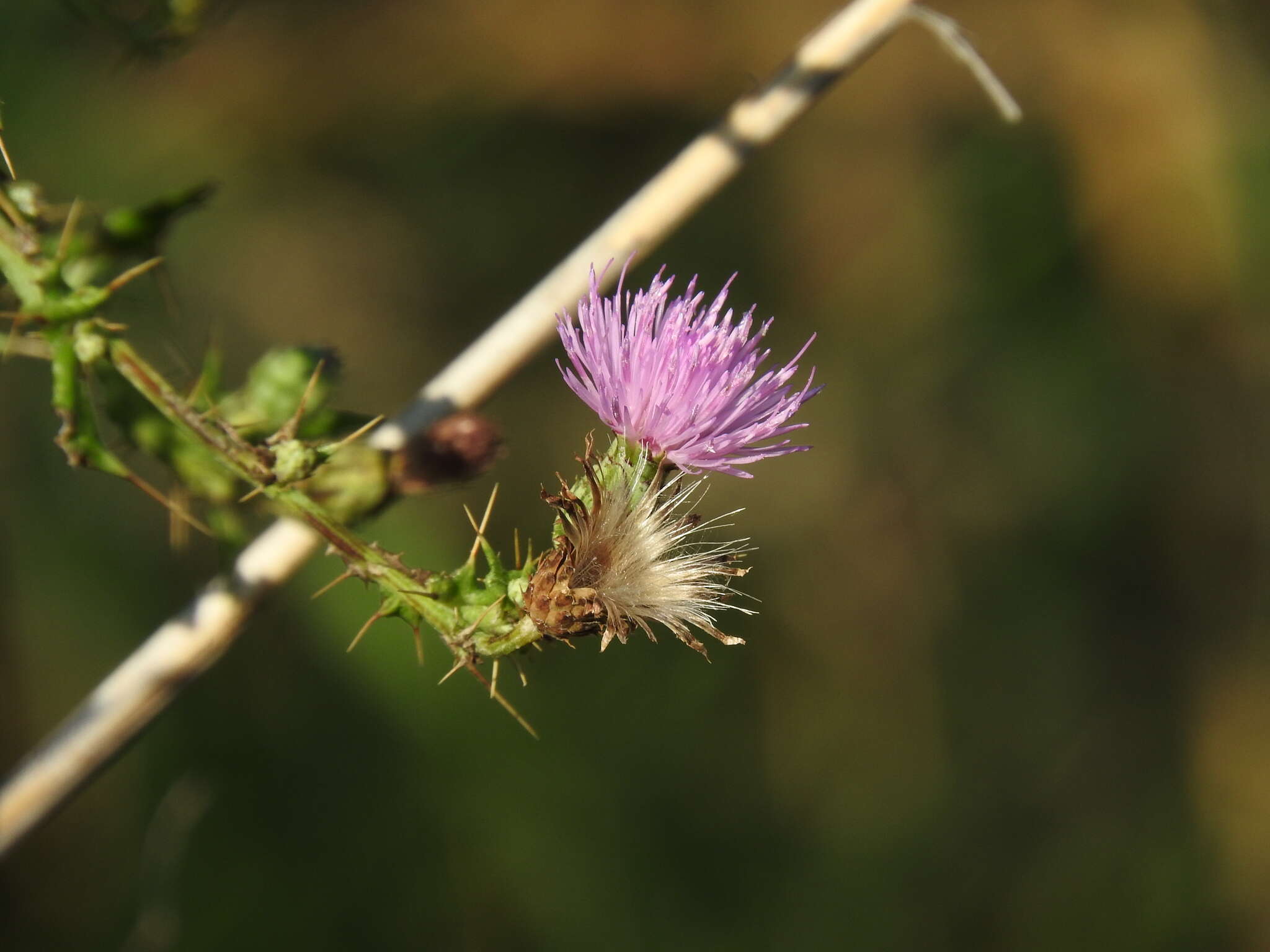 Plancia ëd Cirsium creticum (Lam.) D' Urv.