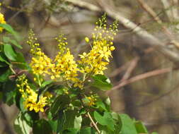 Image of Galphimia floribunda C. E. Anderson