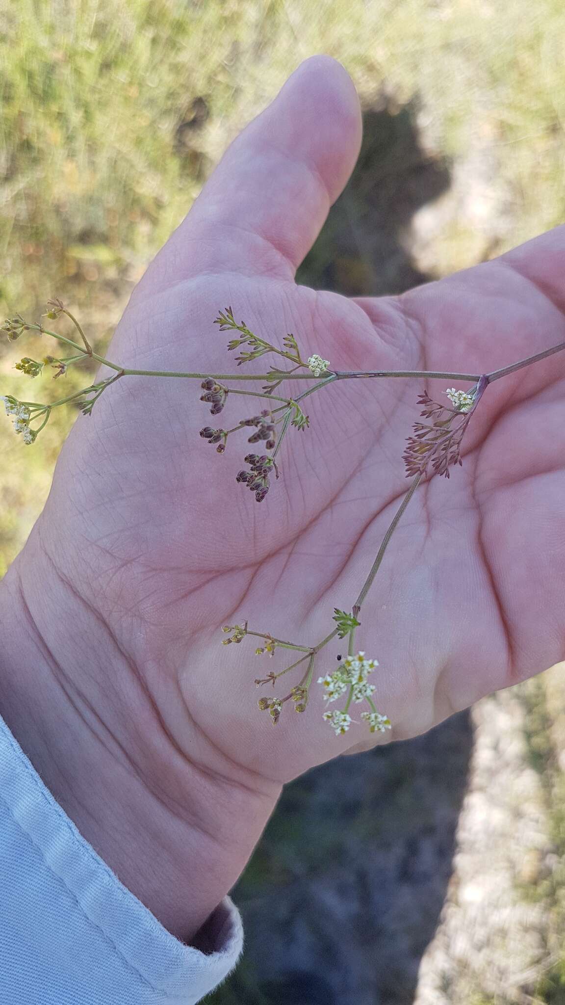 Слика од Dasispermum hispidum