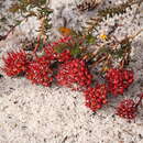 Image de Darwinia sanguinea (Meissner) Benth.