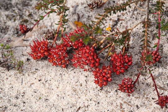 Darwinia sanguinea (Meissner) Benth.的圖片