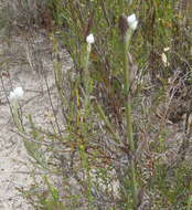 Image of Achyranthemum paniculatum