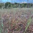 Image of Aristida chinensis Munro