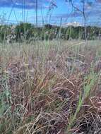 Image of Aristida chinensis Munro