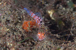 Image of Blotched Hawkfish