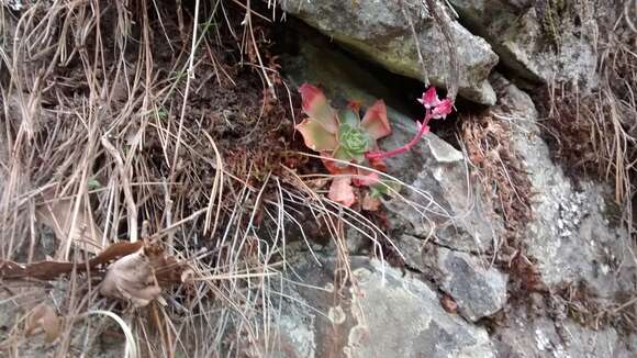 Image of succulent