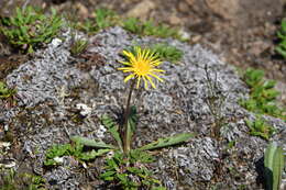 Sivun Taraxacum bicorne Dahlst. kuva