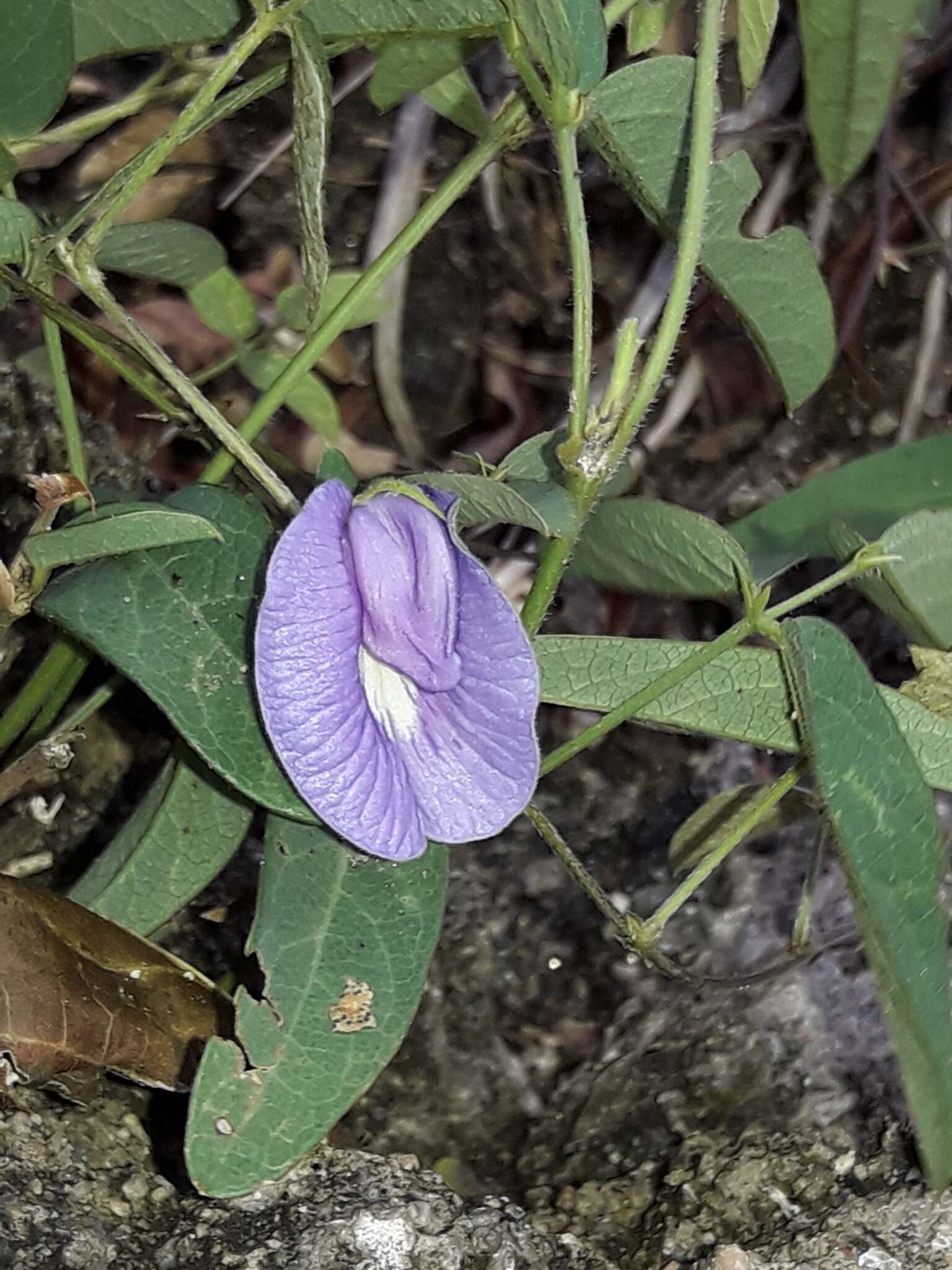 Image of Clitoria cordobensis Burkart