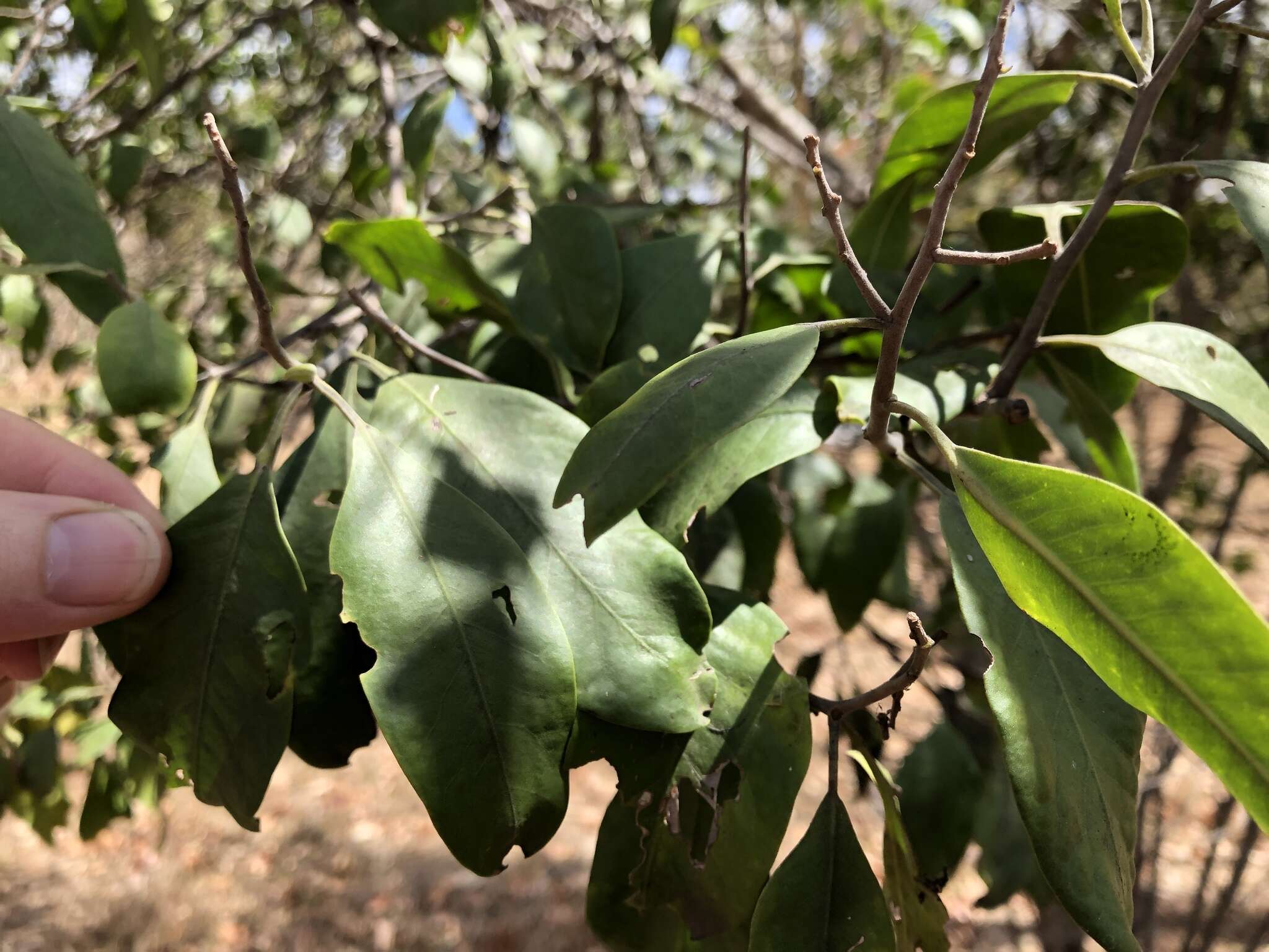 Geijera salicifolia Schott的圖片