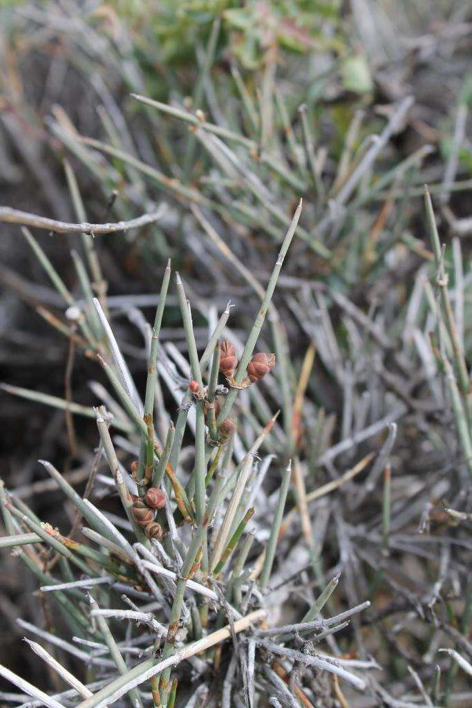 Image of Ephedra compacta Rose