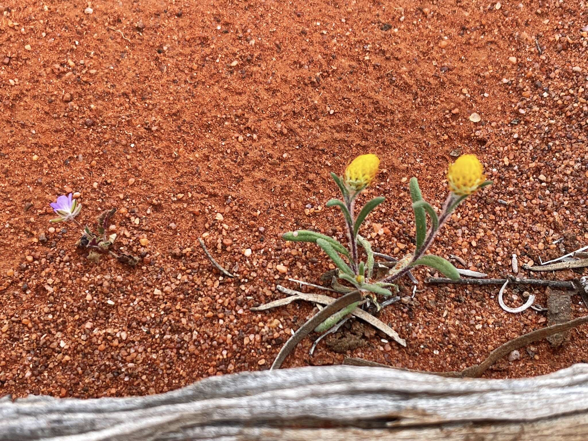 Imagem de <i>Waitzia <i>acuminata</i></i> var. acuminata