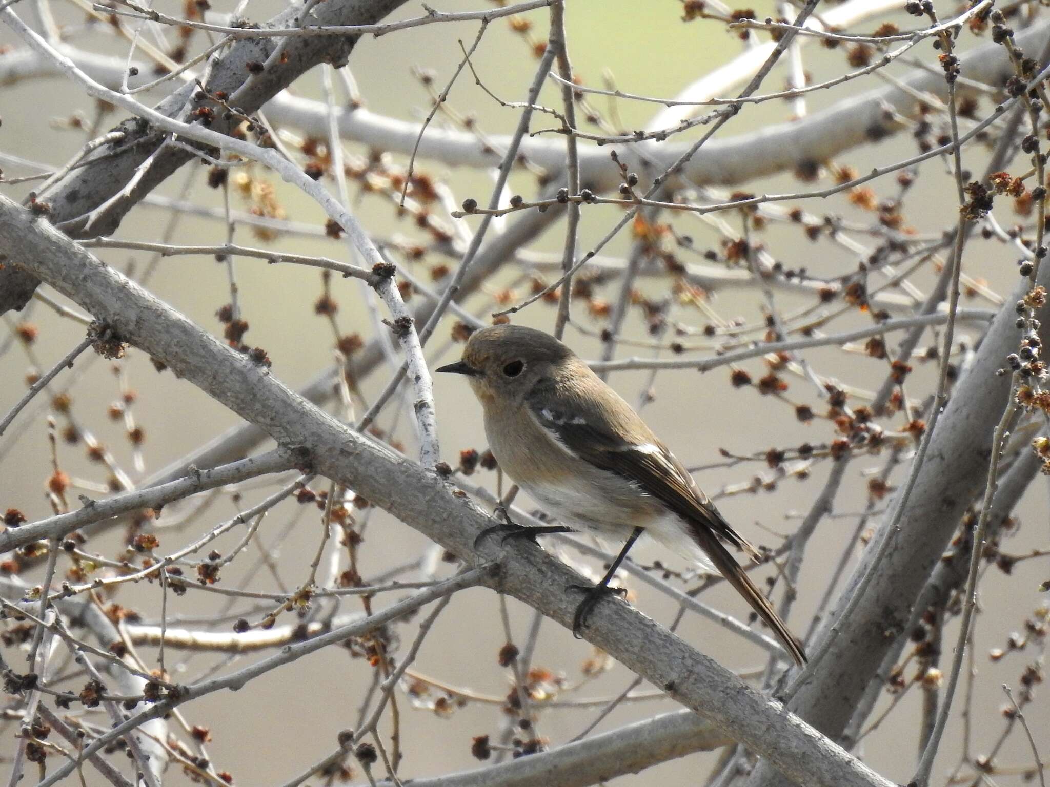 Image of Blue-capped Redstart