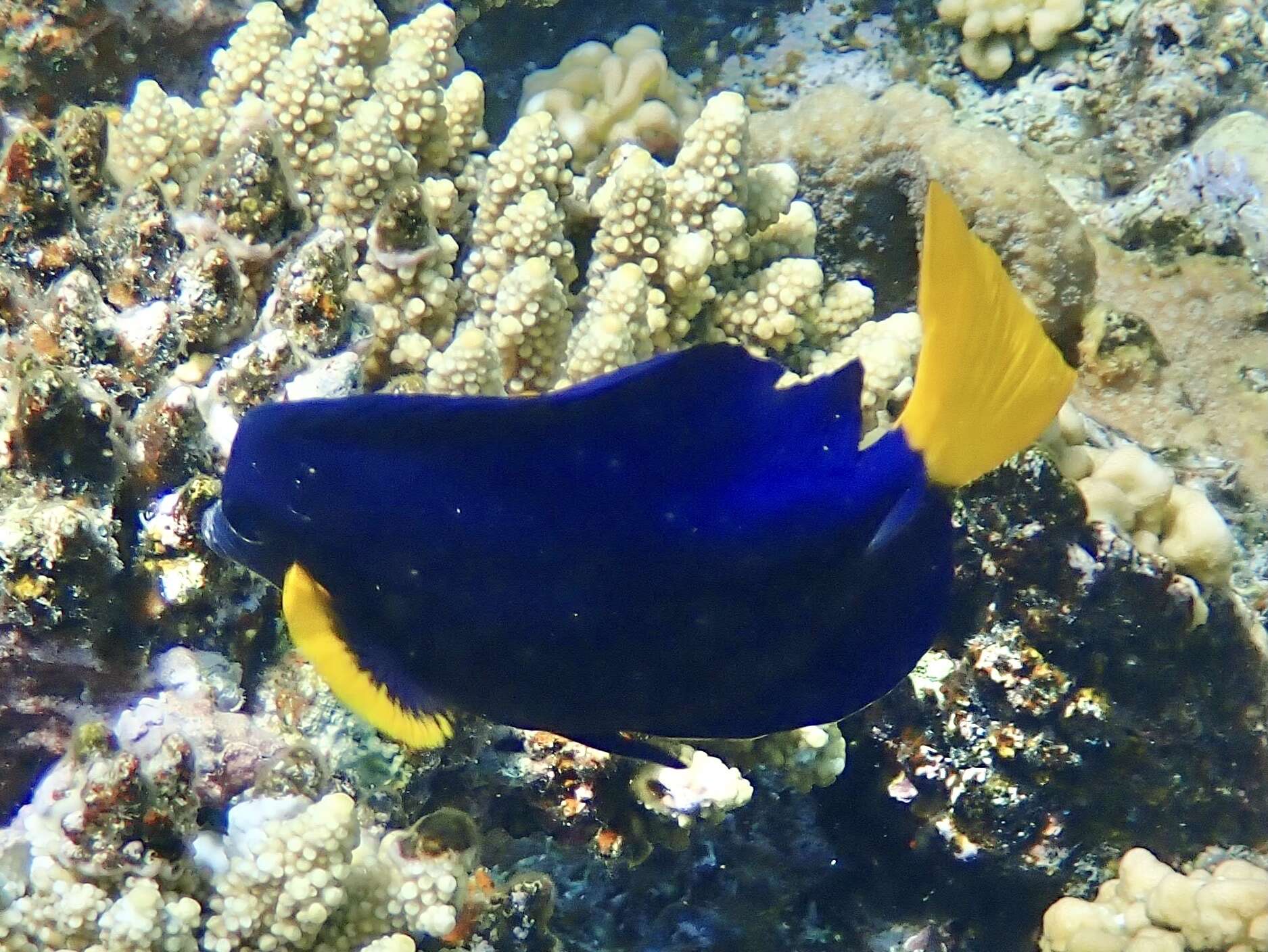 Image of Dusky Sailfin Tang