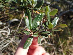 Plancia ëd Ozoroa mucronata (Bernh. ex Krauss) R. & A. Fernandes