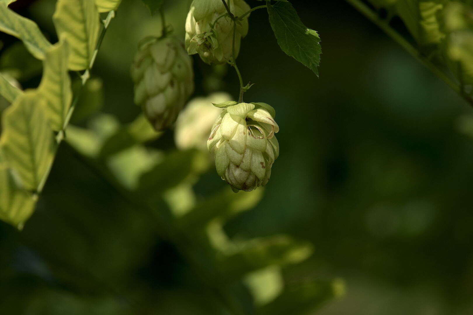 Image of hop