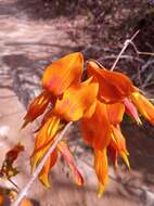 Plancia ëd Rhynchosia baukea Du Puy & Labat