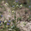 Image of Panoche pepperweed