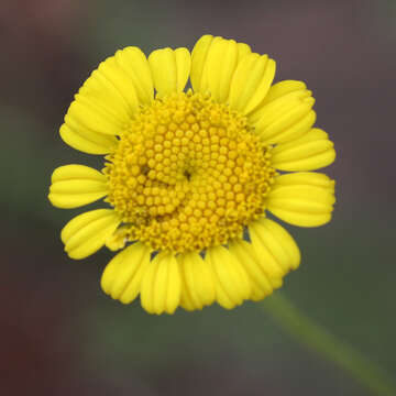 Image of Tanacetum millefolium (L.) Tzvel.