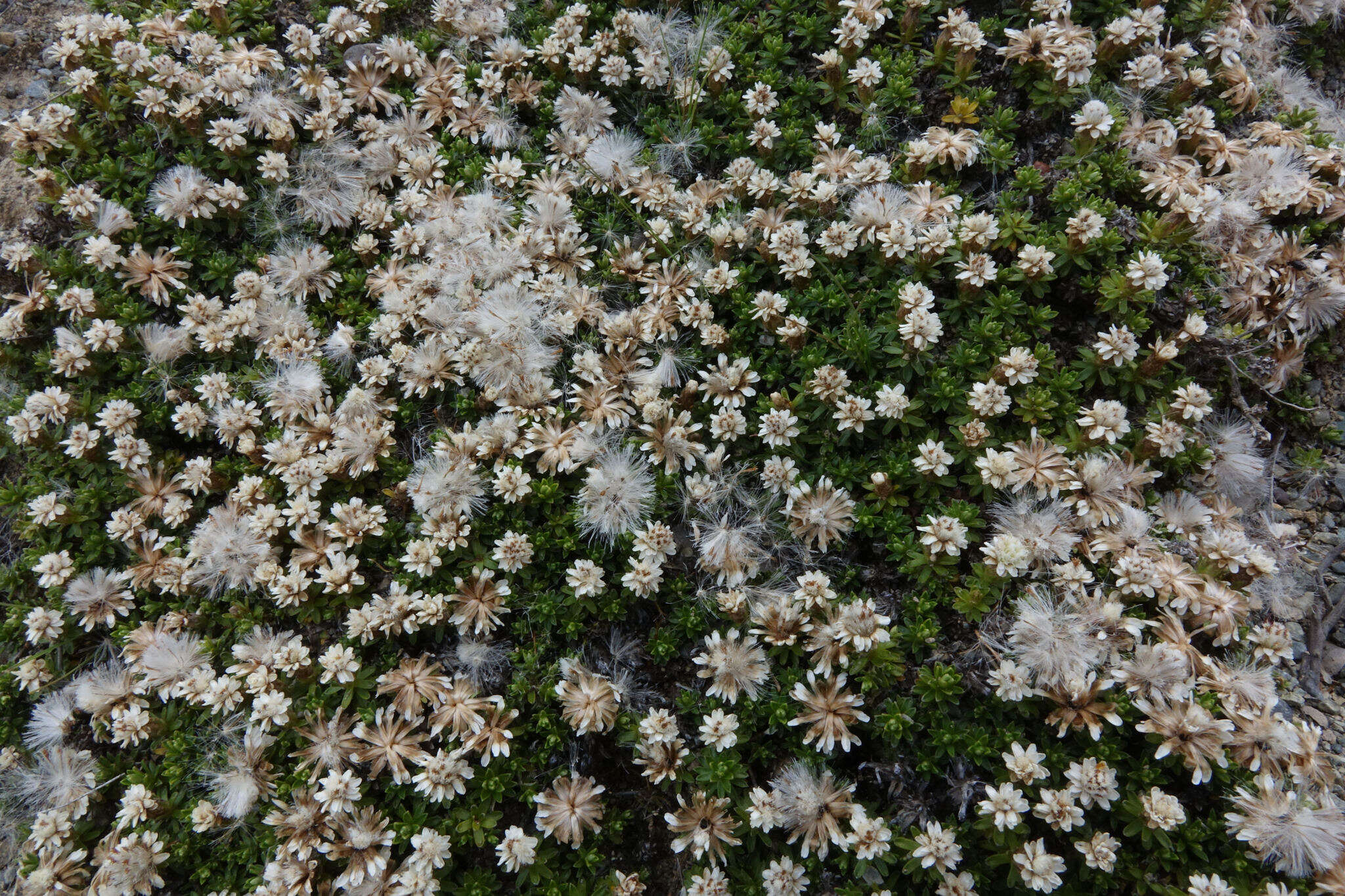 Image of Raoulia subsericea Hook. fil.