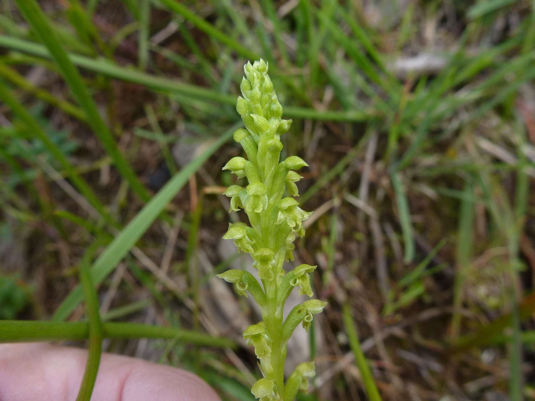 Image of Notched onion orchid