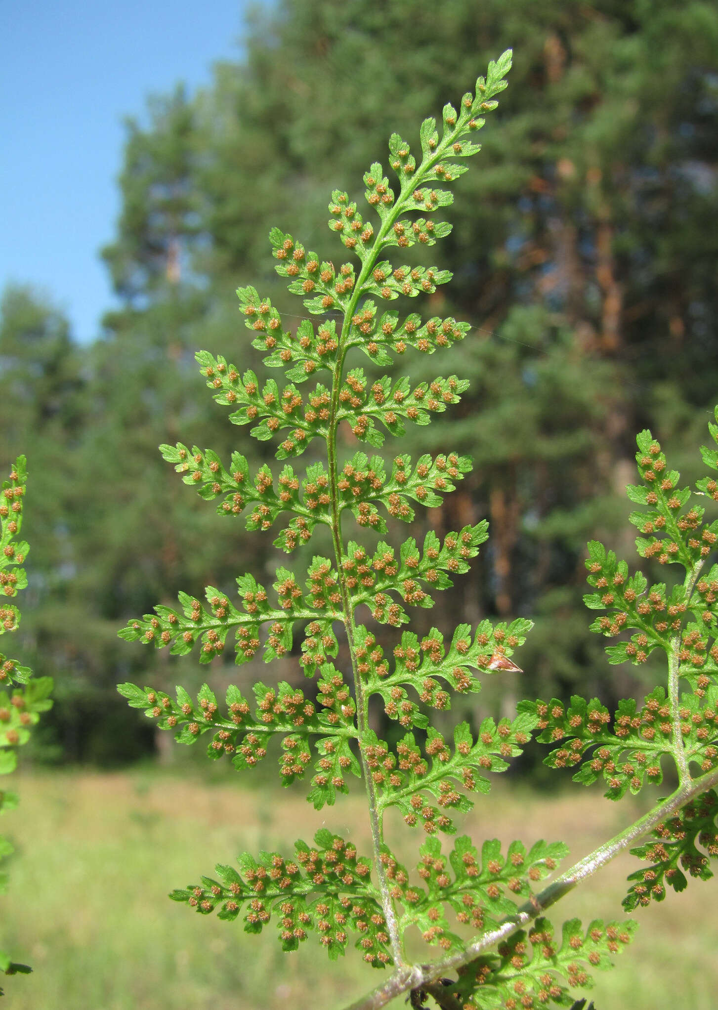 Image of mountain bladderfern