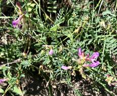 Imagem de Astragalus hallii A. Gray