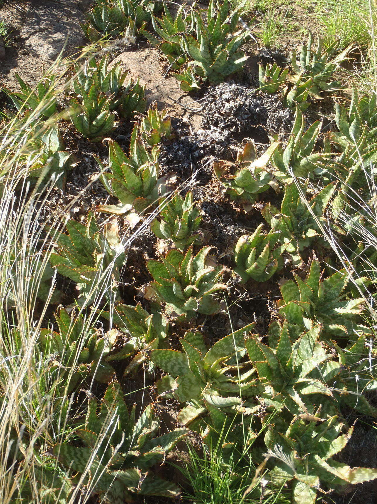 Слика од Aloe grandidentata Salm-Dyck