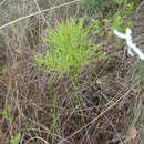 Image of Rubber-Root Firecarrot