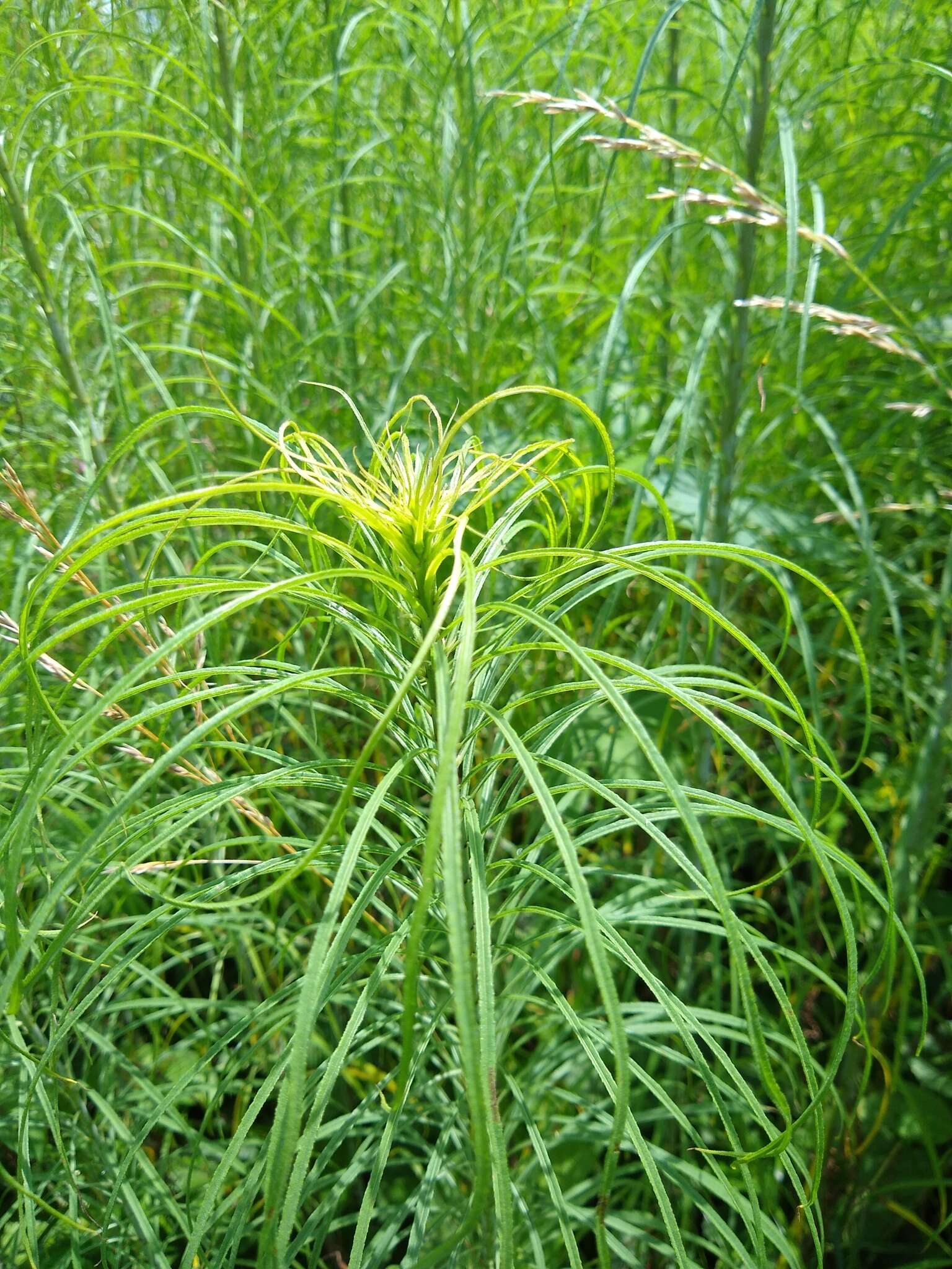 Plancia ëd Helianthus salicifolius A. Dietr.