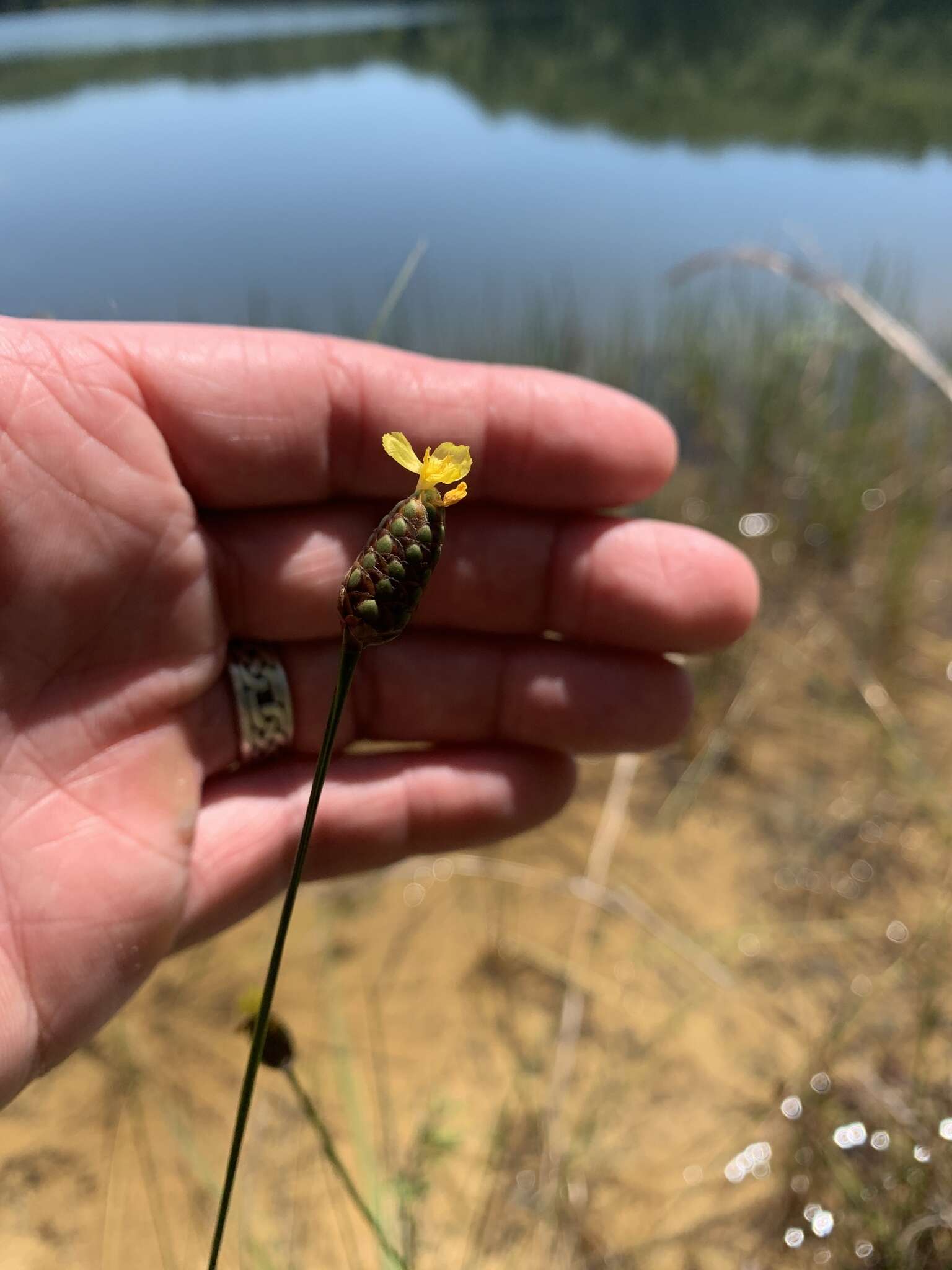 Image of Twisted yellow-eyed grass