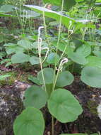 Image of Peperomia claytonioides Kunth