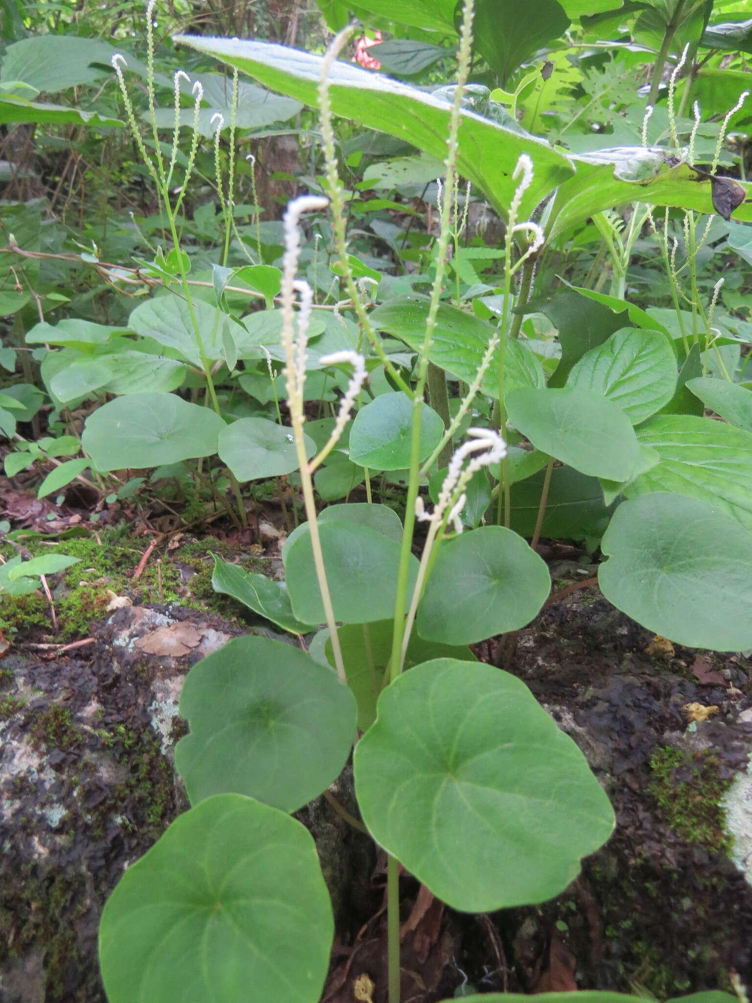 Image of Peperomia claytonioides Kunth