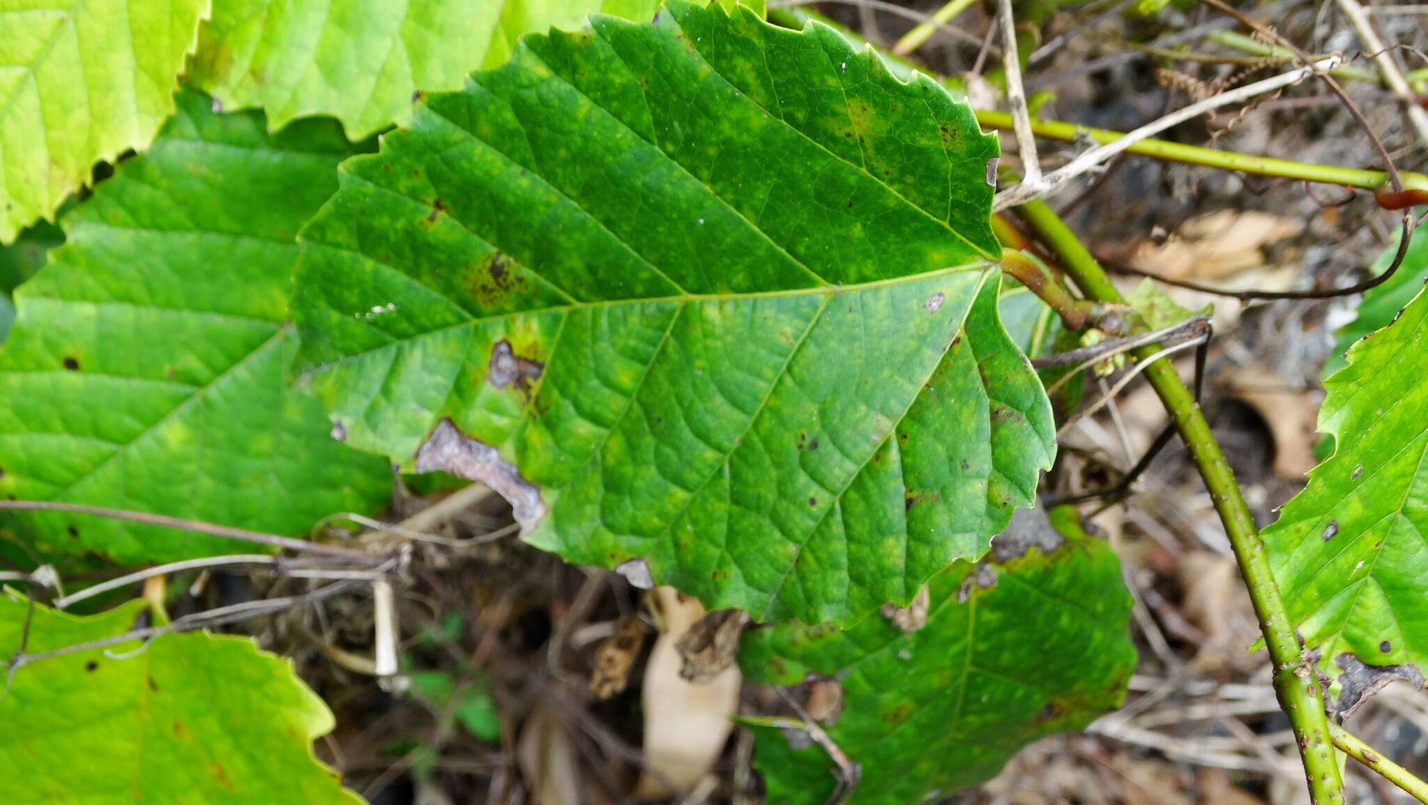 Image of kangaroo vine