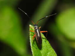 Image of Garganus albidivittis Stal 1862