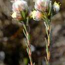 Plancia ëd Leucadendron sericeum (Thunb.) R. Br.