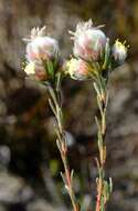 Plancia ëd Leucadendron sericeum (Thunb.) R. Br.