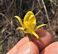 Image de Eulophia hians var. inaequalis (Schltr.) S. Thomas