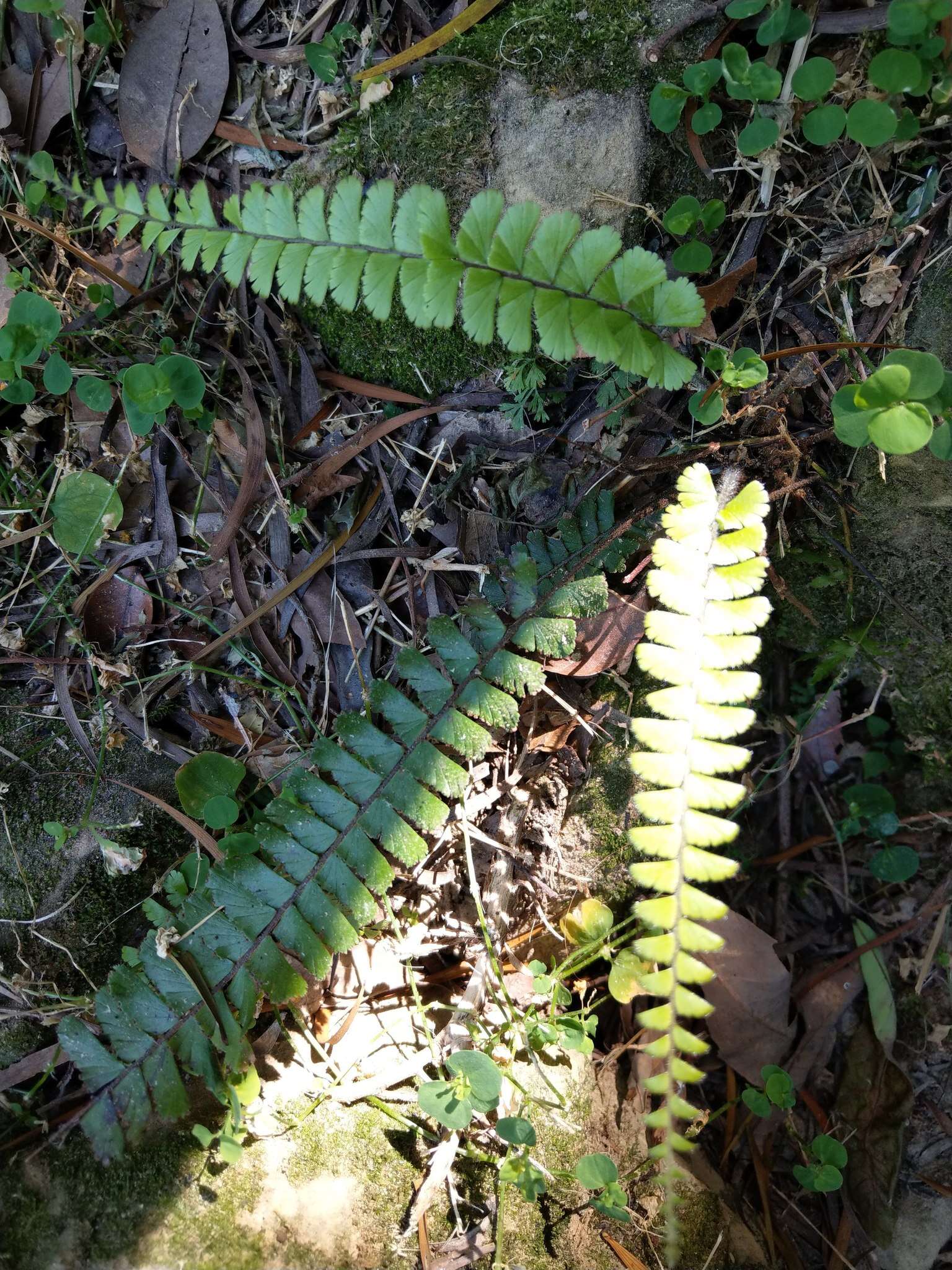 Image of tailed maidenhair