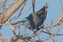 Image of Cyanocitta stelleri frontalis (Ridgway 1873)