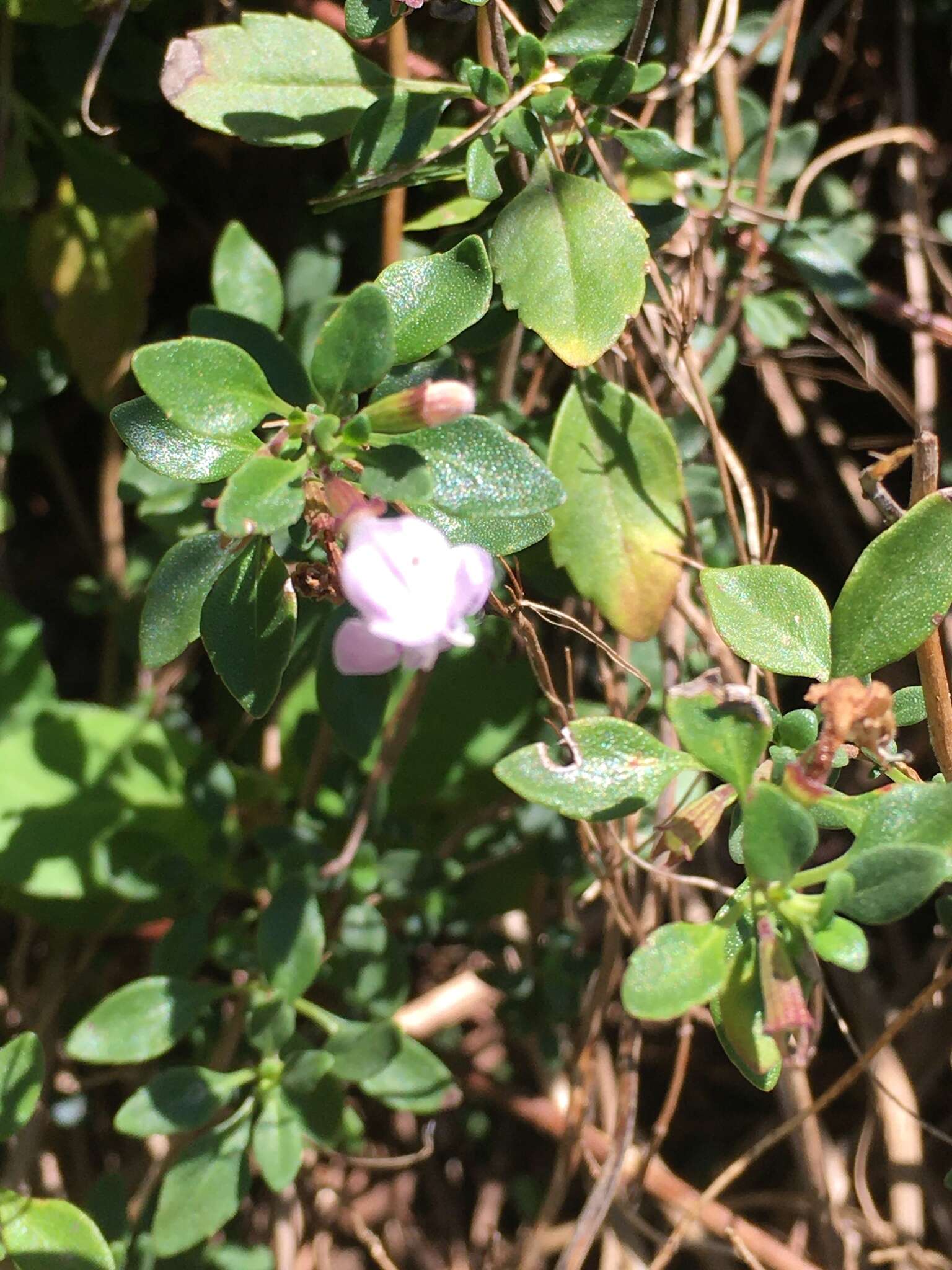 صورة Clinopodium carolinianum Mill.